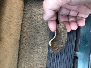 36E17011-177C-4F52-9362-241DF81FB68A.jpeg (34.98КБ,20934 просмотра) 36E17011-177C-4F52-9362-241DF81FB68A.jpeg